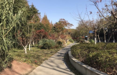 上海莘庄公园,梅花盛景与历史文化的交融之地