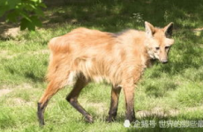 高大威猛的动物是什么生肖,探寻高大威猛动物背后的生肖传奇