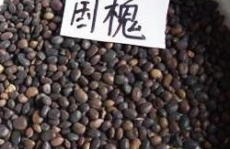 国槐种子价格,品质与市场的双重考量