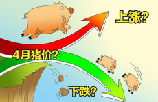 猪价不具备持续大幅上涨基础,理性看待市场波动