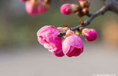 梅花图片大全,图片大全中的梅花之美